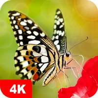 Butterfly Wallpapers 4K on 9Apps