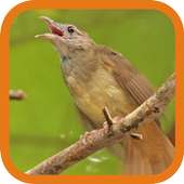 Bulbul à joues grises on 9Apps