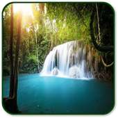 Forest Sounds on 9Apps