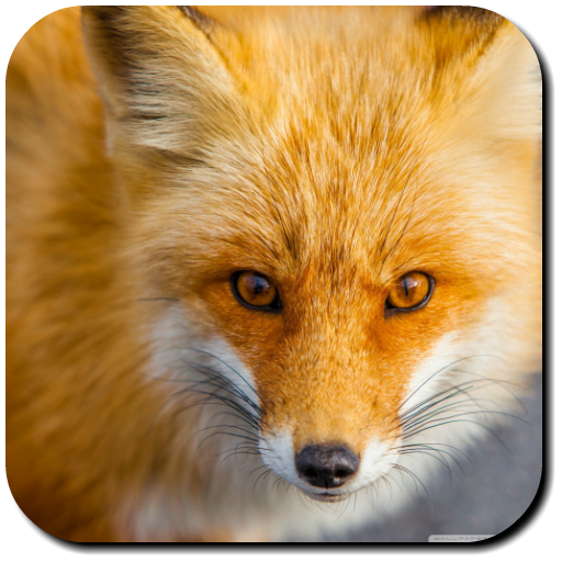 Fox Wallpapers icon