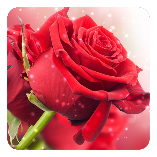 Red Rose Live Wallpaper icon