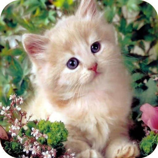 Cute Kitten Wallpaper icon