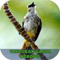 Trucukan Gacor Ngropel on 9Apps