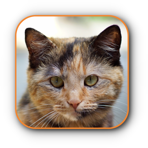 Cute Cat Wallpaper HD icon