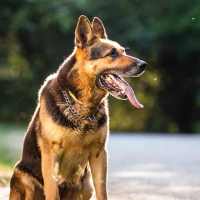 German Shepherd Dog Wallpaper on 9Apps