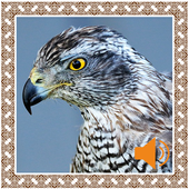 Hawk Sounds icon