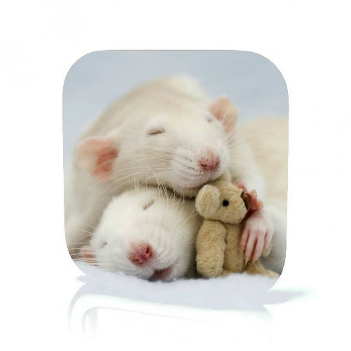 Rat Care أيقونة