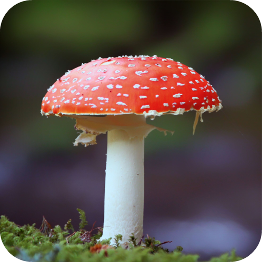 Mushroom HD Wallpaper icon
