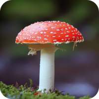 Mushroom HD Wallpaper on 9Apps