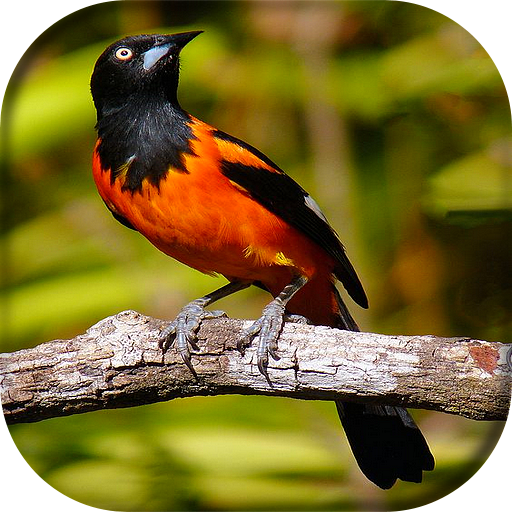 Song of Sofreu - Canto icon