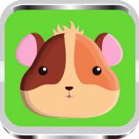 Hamster training 2020