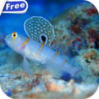 Sea Life Theme Video Wallpaper