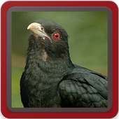 Asian Koel Bird Sounds : Asian Koel Song & Singing on 9Apps