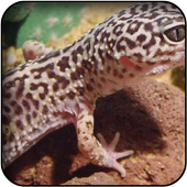 Lizard wallpapers icon