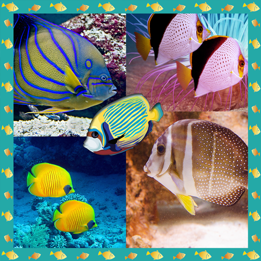 Fish Photo Collage Maker icon