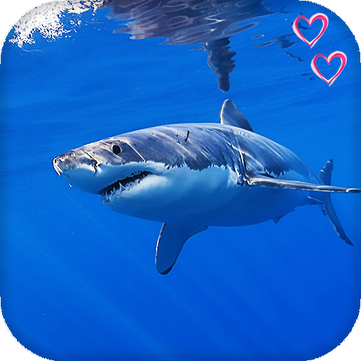 Sharks Live Wallpaper : backgrounds hd icon
