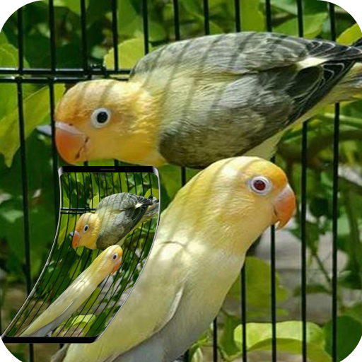 Wallpapers Love Bird Beutiful Best 4K icon