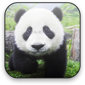 Panda Free Video Wallpaper icon