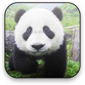 Panda Free Video Wallpaper on 9Apps