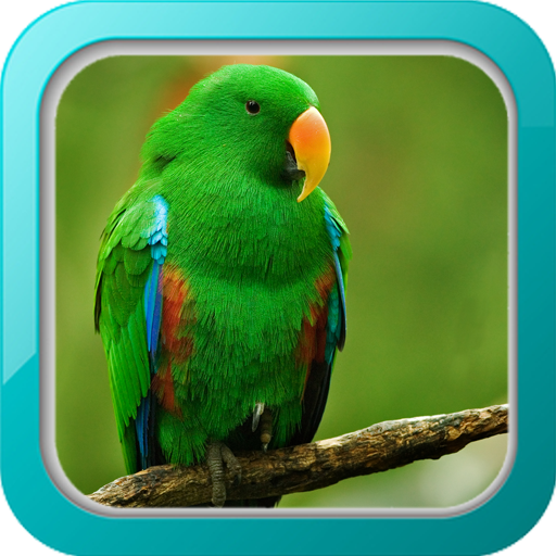 Kicau Burung Nuri icon