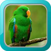 Kicau Burung Nuri on 9Apps