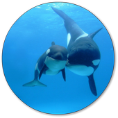 Whale Wallpapers icon