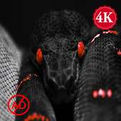 Darkify Wallpapers 2019 on 9Apps