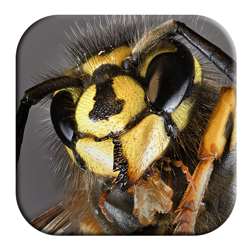 Wasp Sounds icon