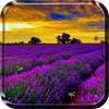 Lavender Live Wallpaper on 9Apps