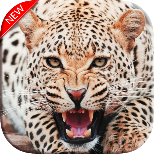 New Cheetah Wallpapers icon