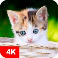 Kitten Wallpapers 4K on 9Apps