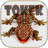 ikon mp3 Suara Tokek