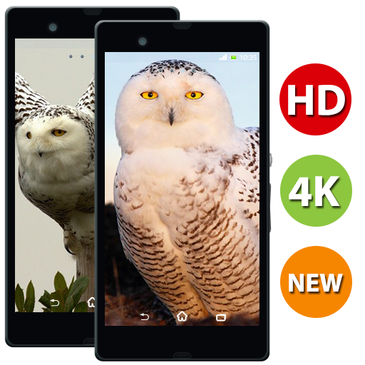 Owl Bird Wallpaper - 4k &amp; Full HD Wallpapers icon