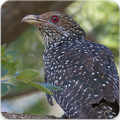 Common Koel Bird Sound : Eastern Common Koel Song icon