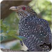 Common Koel Bird Sound : Eastern Common Koel Song on 9Apps