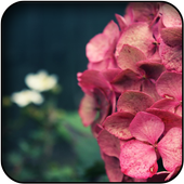 Flowers Wallpapers icon