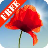 Poppy Field Free