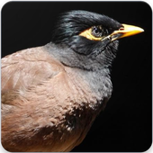 Indian Myna Bird Call : Common Myna Call icon