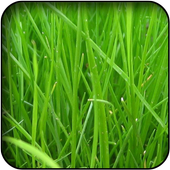 Grass wallpapers icon