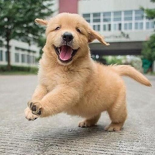 Happy Animalls Sticker for WhatsApp (WAStickers) icon