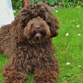 Cockapoo Dogs Jigsaw Puzzles icon