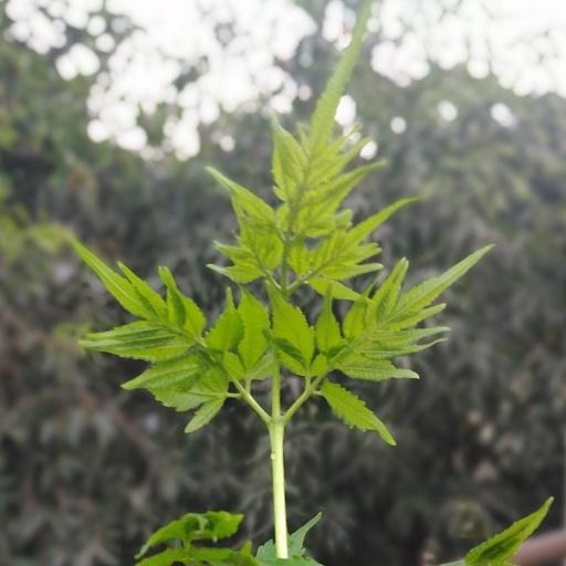 Ayurvedic Diet : Do`s &amp; Don`ts icon