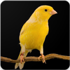 Canary Bird Sounds : Canary Singing icon