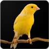 Canary Bird Sounds : Canary Singing on 9Apps