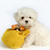 Dogs Cute Jigsaw Puzzles icon