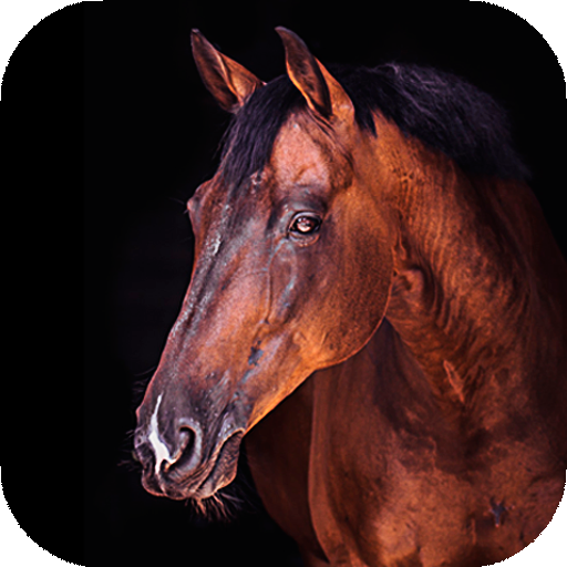 Horse Wallpapers | hd backgrounds icon