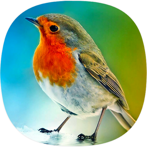 Robin Bird Ringtones icon