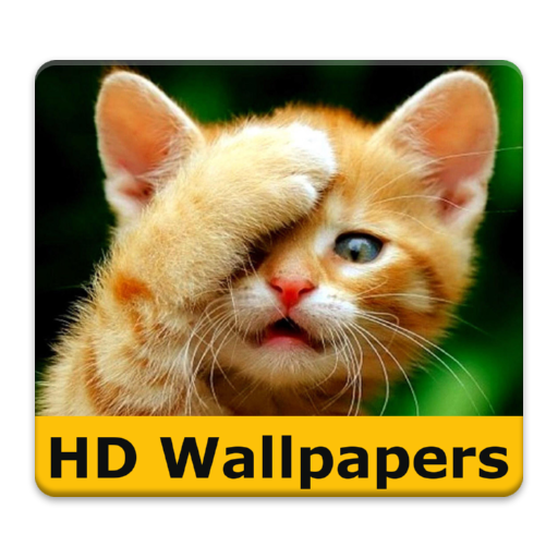 Cat Wallpaper &amp; lustige Bilder icon
