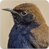Indian Robin Bird Sound : Indian Robin Bird Call icon
