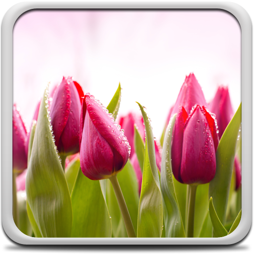 Tulip Gambar Animasi icon